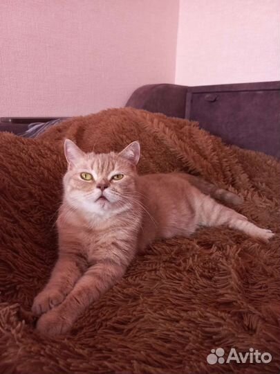 Кошка в дар бесплатно