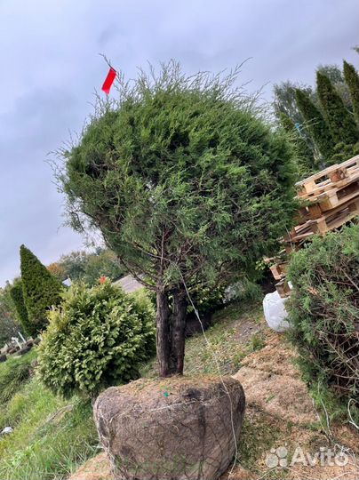 Можжевельник формированный виргинский