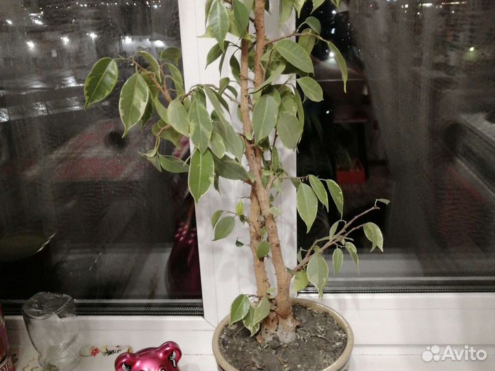 Фикус Бенджамина