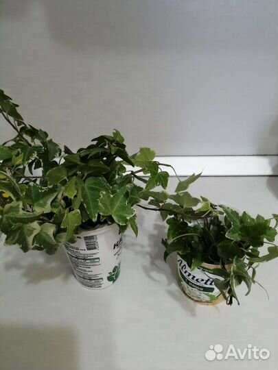 Плющ, отростки