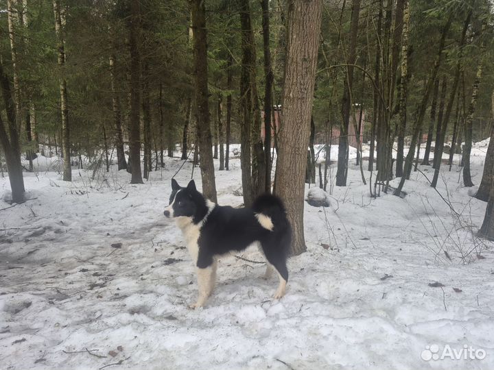 Щенок лайки русско-европейской
