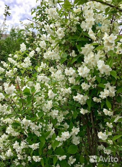 Декоративные кустарники