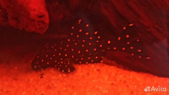 Номерные сомы L096 L024 L240.L Сомы