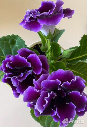 Глоксиния 