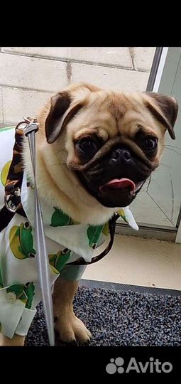 Девочка мопсик