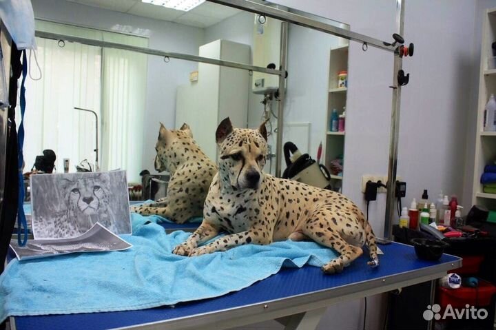 Стрижки кошек и собак груминг выезд на дом