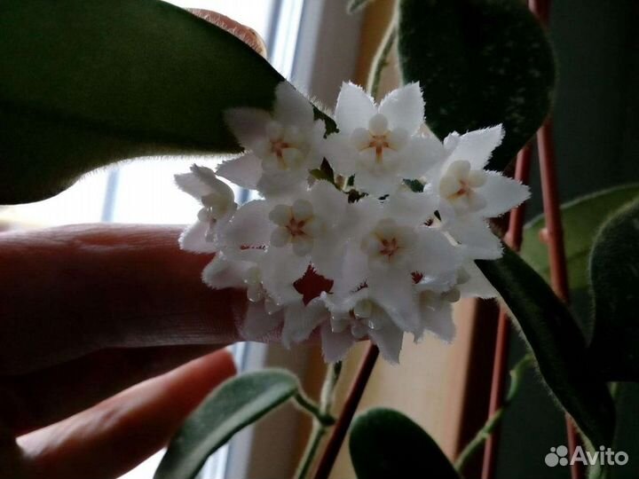 Хойя 7сортов