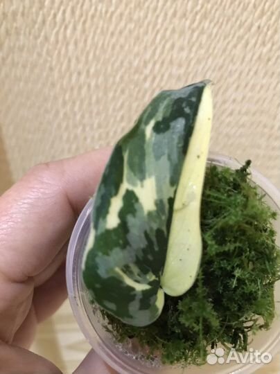 Сциндапсус Mayari