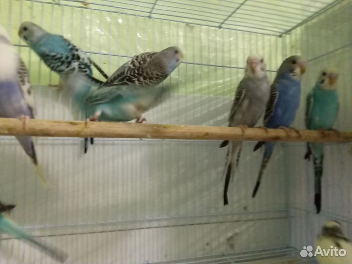 Попугаи волнистые птенчики ручные