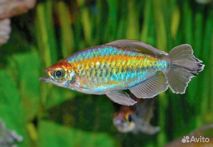Рыбки аквариумные