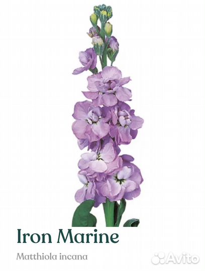 Рассада маттиолы серии Iron