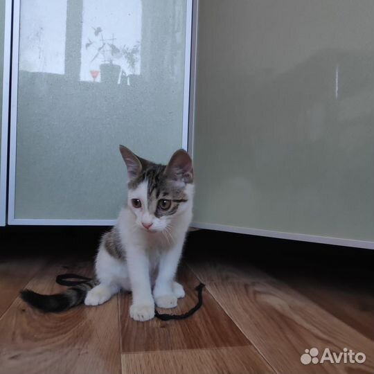Котик 2-3 месяца в добрые руки