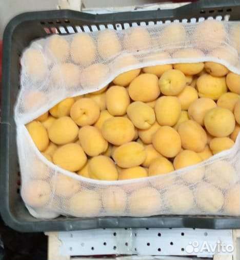 Фрукты абрикос, нектарин, персик, слива, апельсин