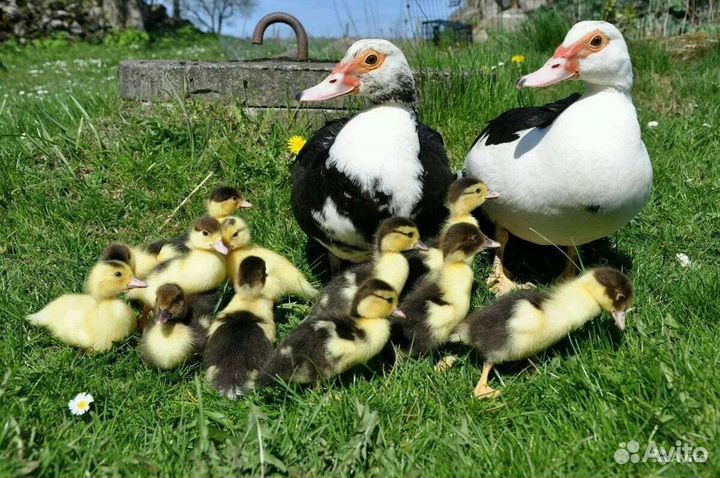 Индоутка - мускусная утка,утята