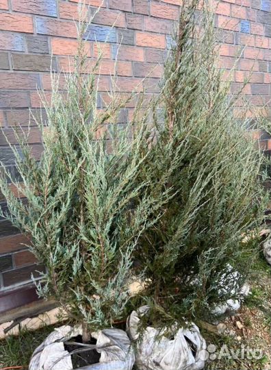Можжевельник Блю Эрроу