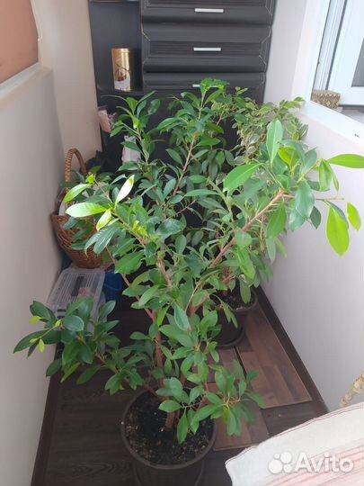 Фикус бенджамина большой