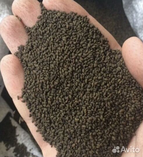 Семена люцерны