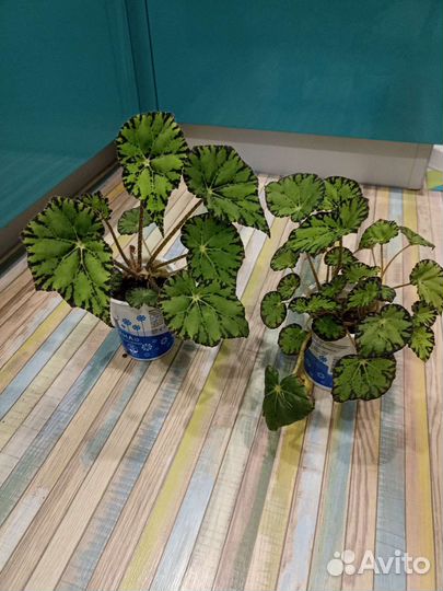 Бегония Бауэра