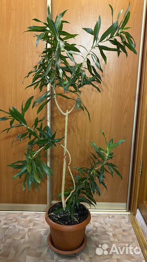 Дерево-цветок драцена