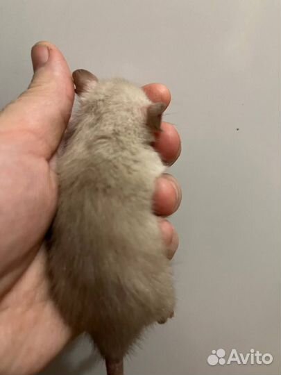 Крысята Дамбо кудрявые и разные