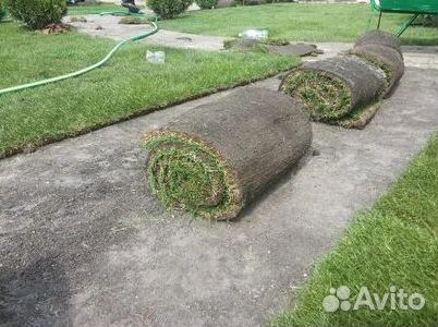 Укладка газона