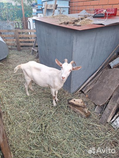 Козочка зааненская