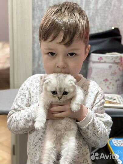 Кот вязка