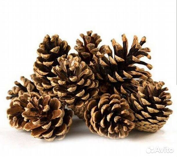 Шишки сосновые