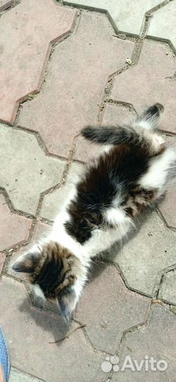 Кошки бесплатно