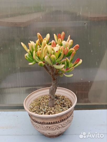 Сортовые крассулы, денежные деревья