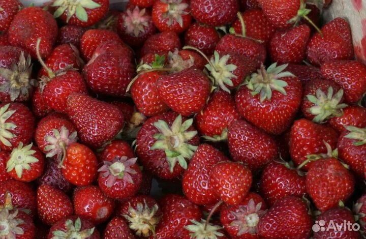 Клубничка садовая