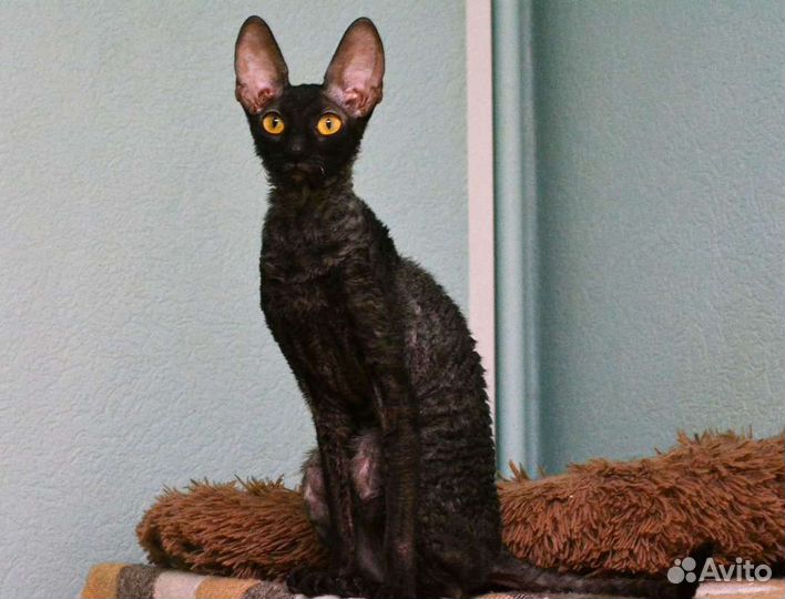 Корниш-рекс кошечки
