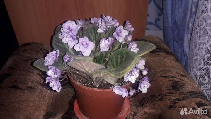 Фиалка в горшке