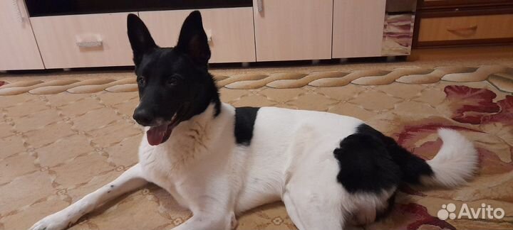 Фокстерьер