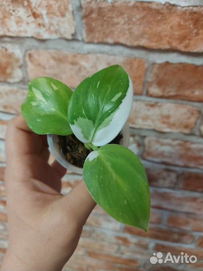 Филодендрон белый волшебник