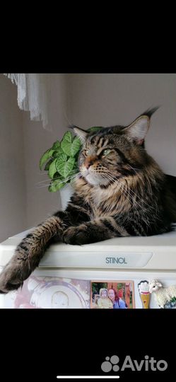 Подам котенка Мейн Кун