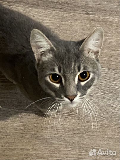 Коты бесплатно