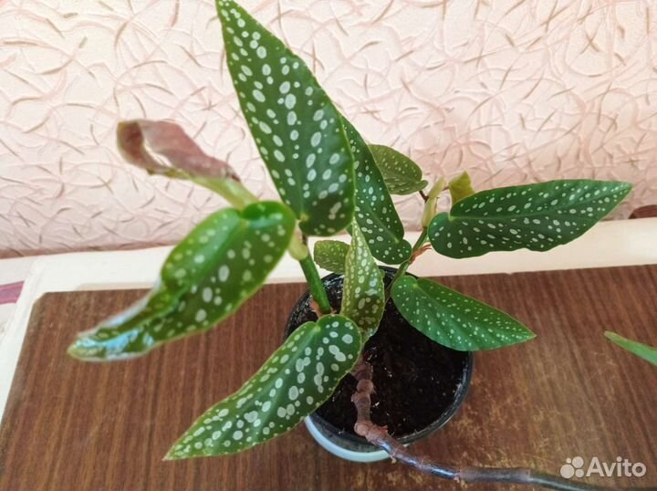 Кислица,Грифон, Вельвет,бегонии