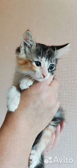 Трехцветный котенок 1.5месяца