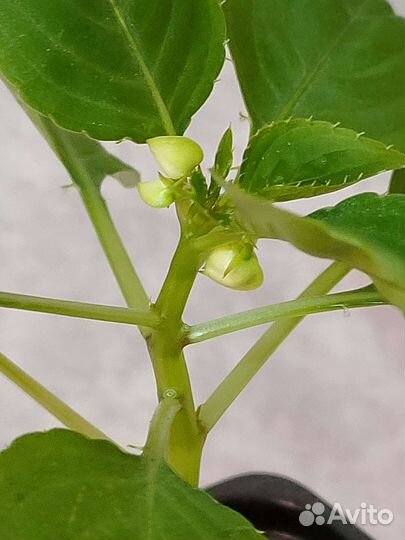 Пурпле пината