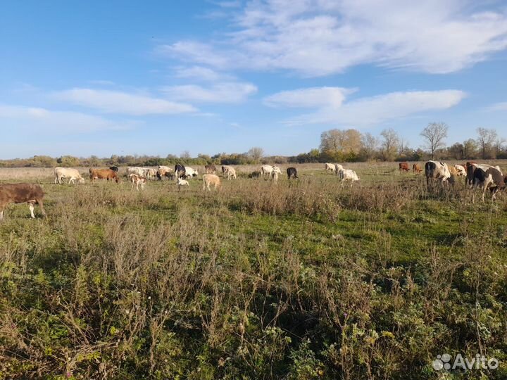 Быки коровы телки бычки