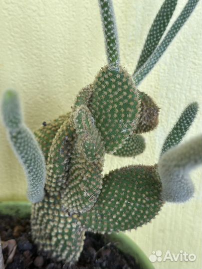 Кактус опунция