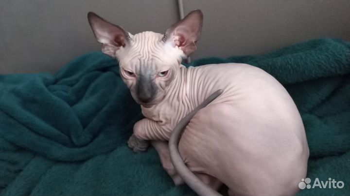 Котята сфинкс