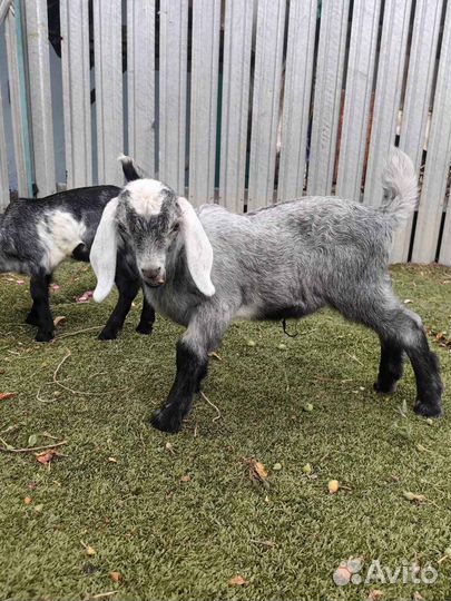 Продажа козлят