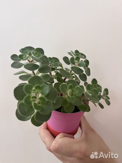 Ахризон дерево любви