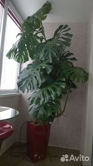 Монстера молодая