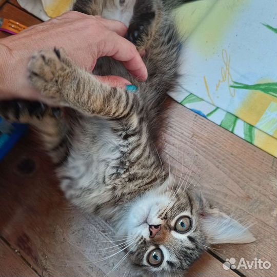 Котик в добрые руки