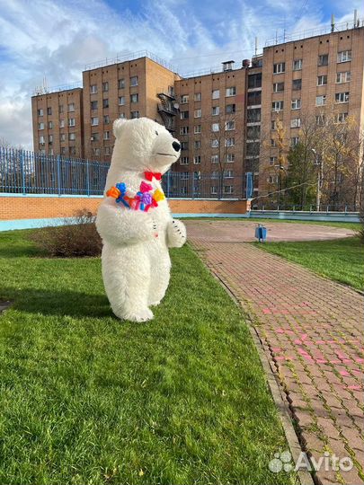 Белый Мишка поздравление, happy birthday