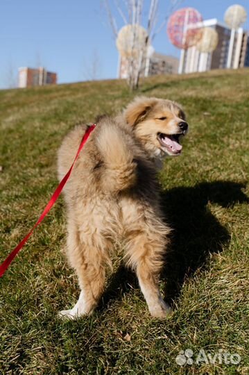 Щенок девочка в добрые руки