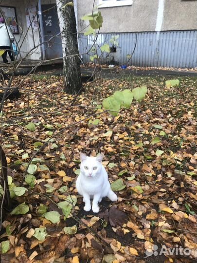 Спасите бездомных Очень ждут своего человека